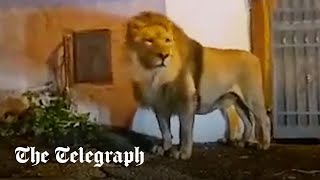 video: Watch: Lion sparks panic in Italian town after escape