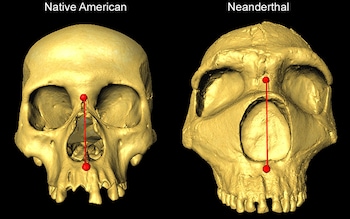 A comparison of the skull of a modern Native American with a Neanderthal from University College London 